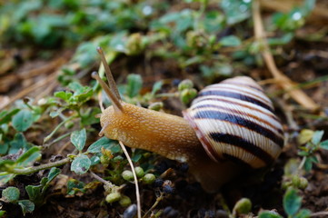 snail on grass