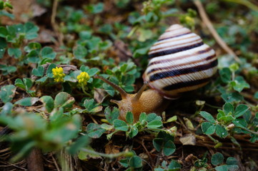 snail on tree