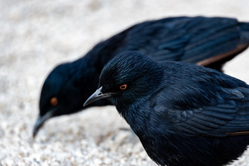 Oiseau noir en Namibie en Afrique