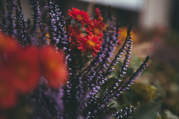 beautiful fall flowers. Vintage autumn landscape photo