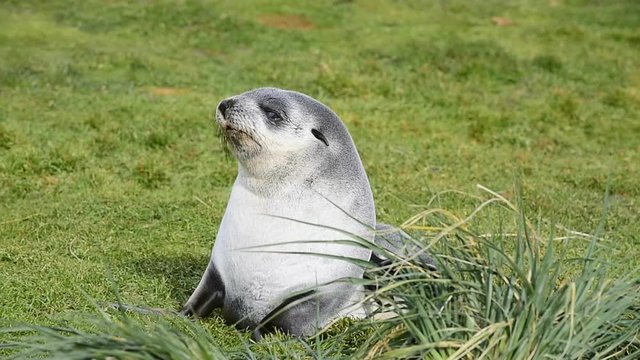 Antarctic fur seal pup close up in grass