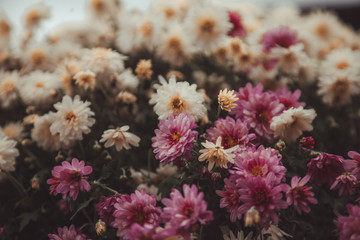 beautiful fall flowers. Vintage autumn landscape photo