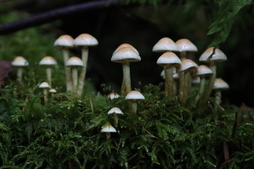 Champignon groupe
