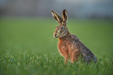European brown hare (Lepus europaeus)