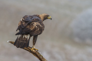 Golden Eagle (Aquila chrysaetos) on a Branch in winter