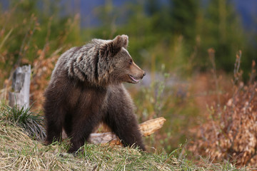 Fototapeta premium European Brown Bear in a forest landscape