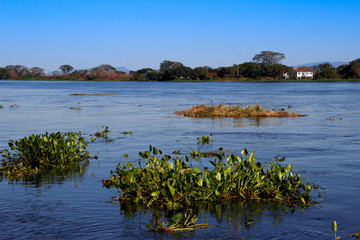 Fototapeta na wymiar The famous Amazon River is the deepest in the world. The amazing nature of Brazil. Calm blue water