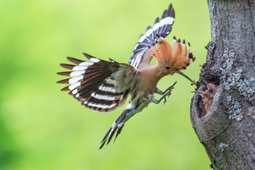 Eurasian hoopoe in flight with a spider in beak (Upupa epops)
