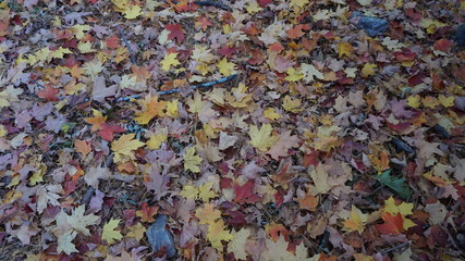 Fall