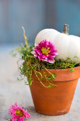 white baby boo pumpkins in a ceramic pot and pink dahlia flowers