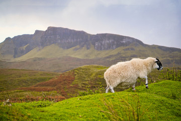 Fototapeta premium Schaf im Regen auf Skye Schottland