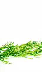 needles leave close up on a white background