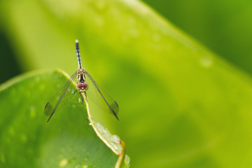 Close up dragonfly holding green leaves. 
