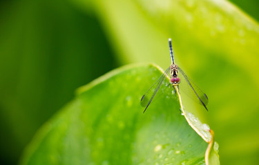 Close up dragonfly holding green leaves. 