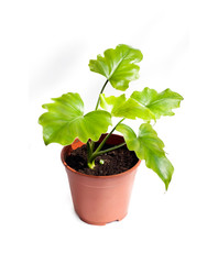 Young plant of Philodendron in a flower pot isolated on white background