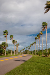 Palm Tree Road