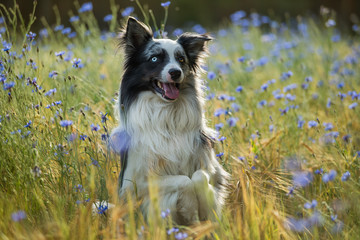 Border collie dog in a cornfield with blue cornflowers