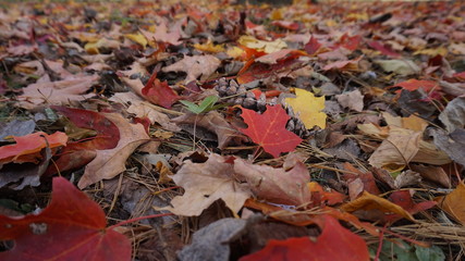 Fall
