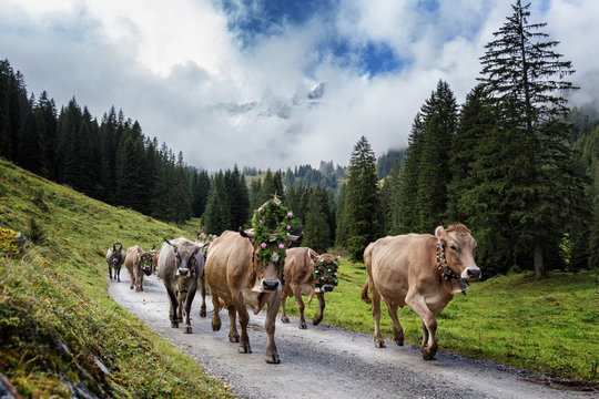Almabtrieb im Montafon (Vorarlberg)