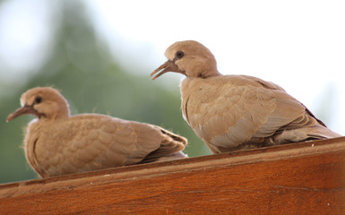Deux jeunes tourterelles