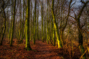 Fototapeta premium forest in autumn