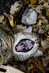 Lying on his back, the cat opened his mouth wide. Fallen leaves and autumn background.