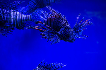 Fototapeta na wymiar Lion fish close up nature sea fish wild life ocean aquarium blue background