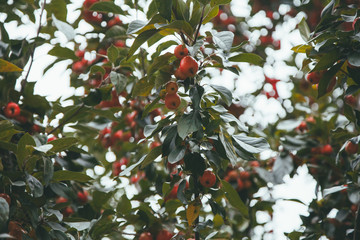 picture of a Ripe small Apples on the tree in Orchard, Morning shot with nobody