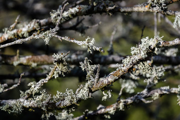 Lichen recouvrant les branches d'un arbre