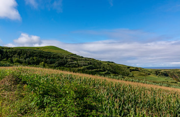 Fototapeta premium Scenes from the Azores counrtyside 