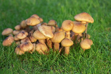 Pilze im Herbst