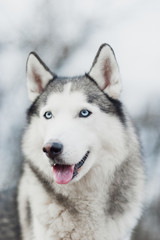 Portrait of Siberian Husky on background forest.