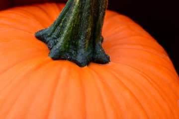 Close-up and detail of a fresh orange pumpkin with stalk in front of dark background