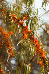 Branch of sea-buckthorn with ripe fruits. Sea-buckthorn (Hippophae) shrubs with ripe fruits