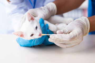 Two young vet doctors examining sick cat