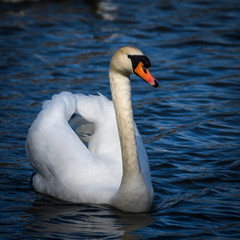 swan on lake