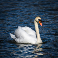swan on lake