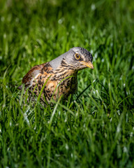 bird on grass