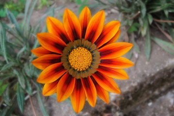 Flor de cores laranja, vermelho, castanho e amarelos