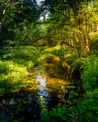 morning in the forest