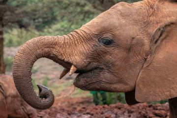 Close up of baby elephant covered in red colored mud splashing water into its mouth from its trunk