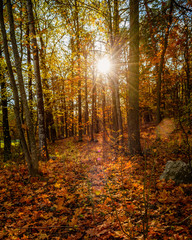 Obraz premium autumn in the forest