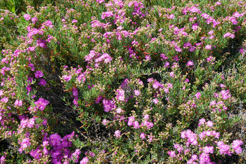 ice plant (hottentot fig) with elderly blossom