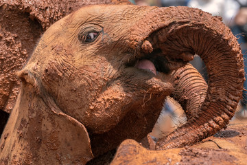 Close up of baby elephant rolling in red colored mud