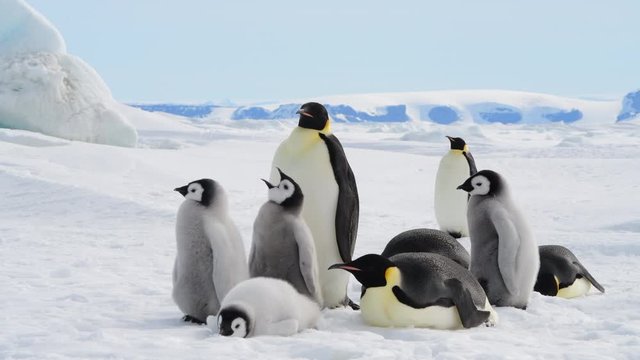 Emperor Penguins with chicks in Antarctica