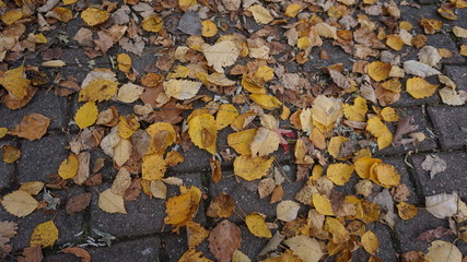 Fall