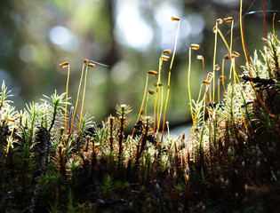Detail fairy tale forest with young shoots of moss