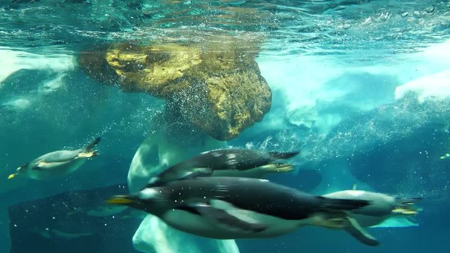 Slow motion, group of penguins swims underwater