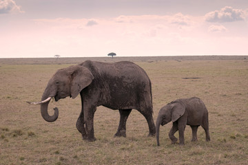 Fototapeta na wymiar Mother elephant with a young calf following close by, walking across the open savanna in the Maasai Mara, Kenya.