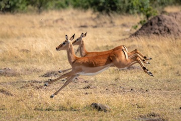 Two impala running in unison.  Image taken in the Maasai Mara, Kenya.